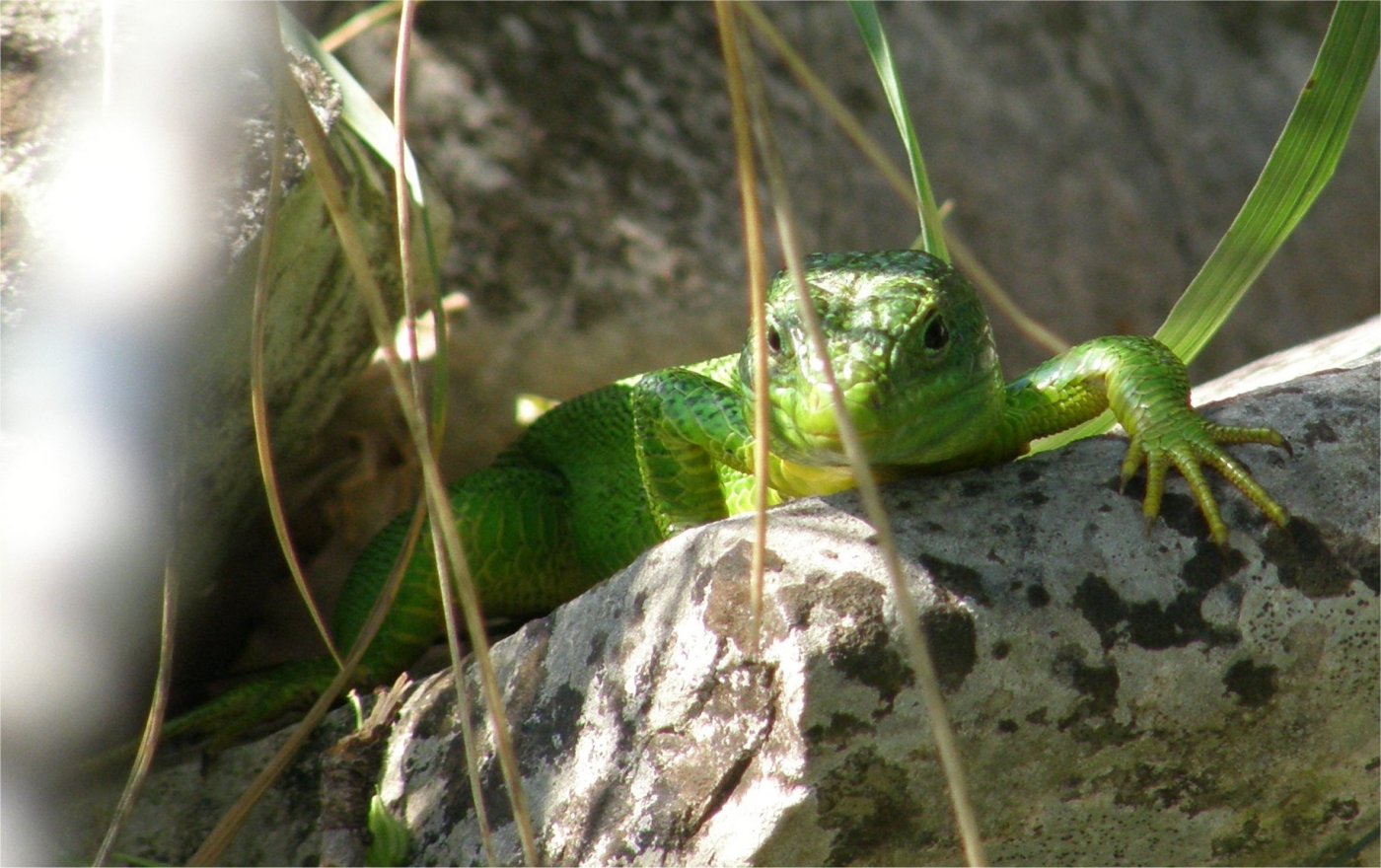 Il ramarro verde giallo